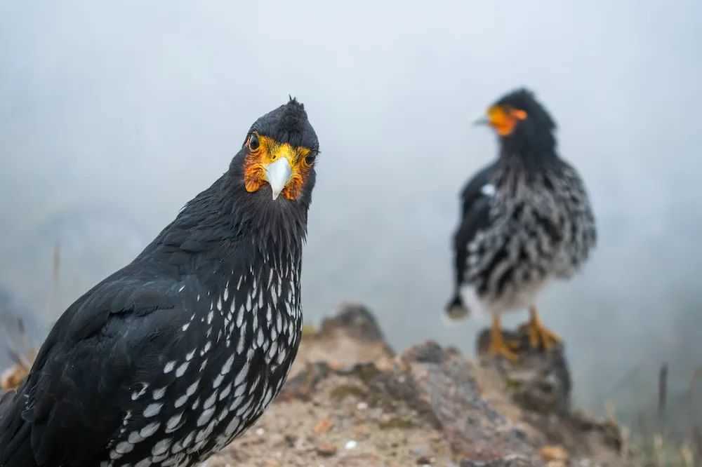 Carunculated Caracara: The Majestic Raptor of the Americas